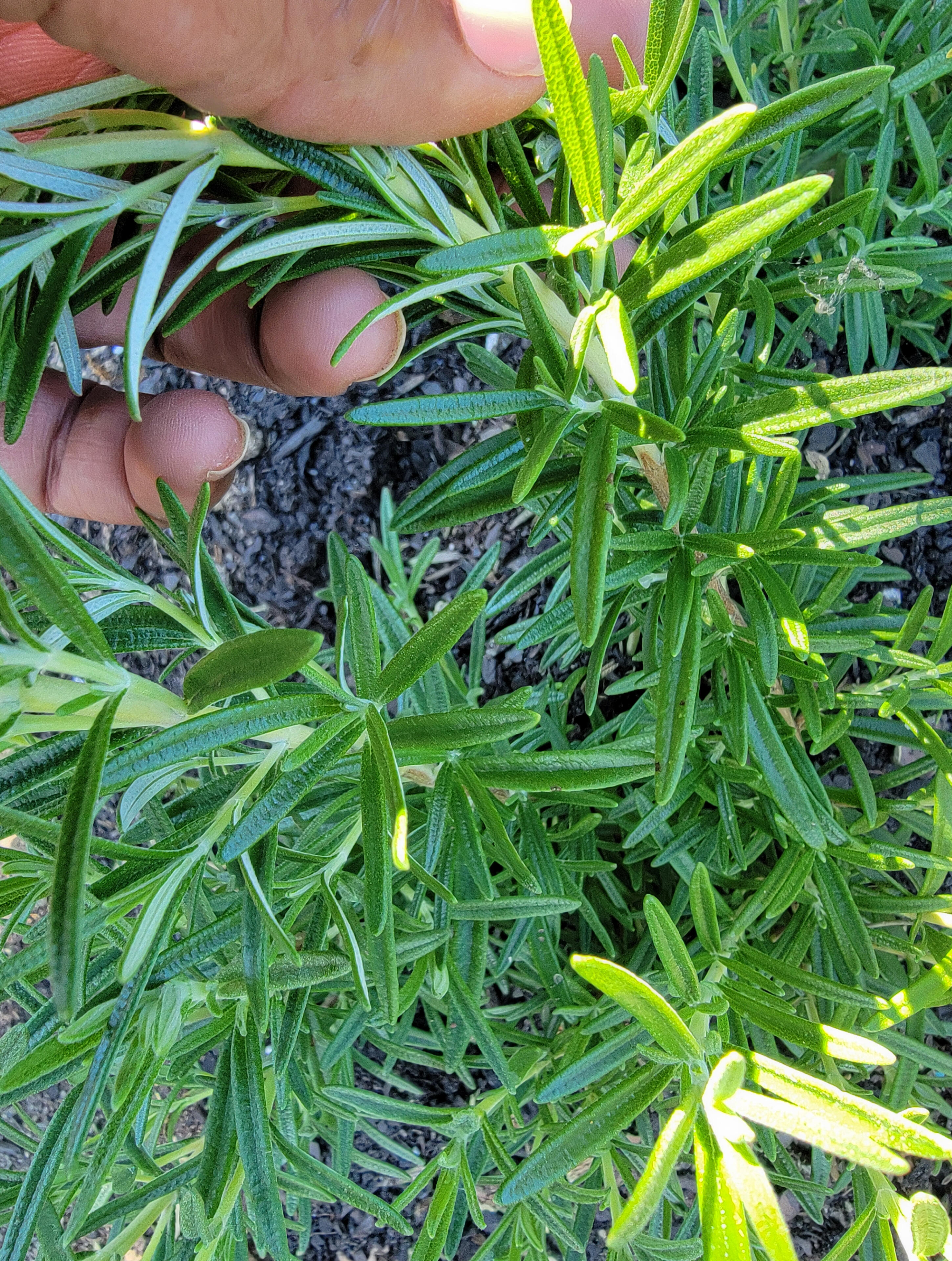 El Rancho Santia Herbs